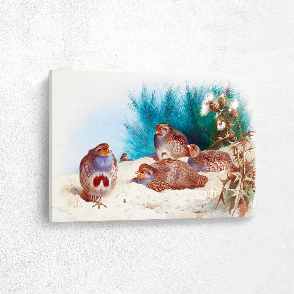 English Partridge with Gorse and Thistles.