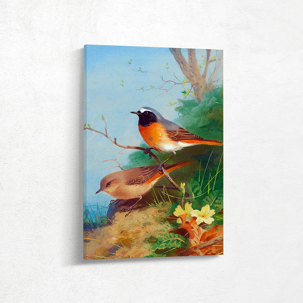 Pair Of Redstarts 