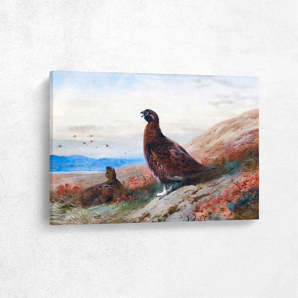 Red Grouse