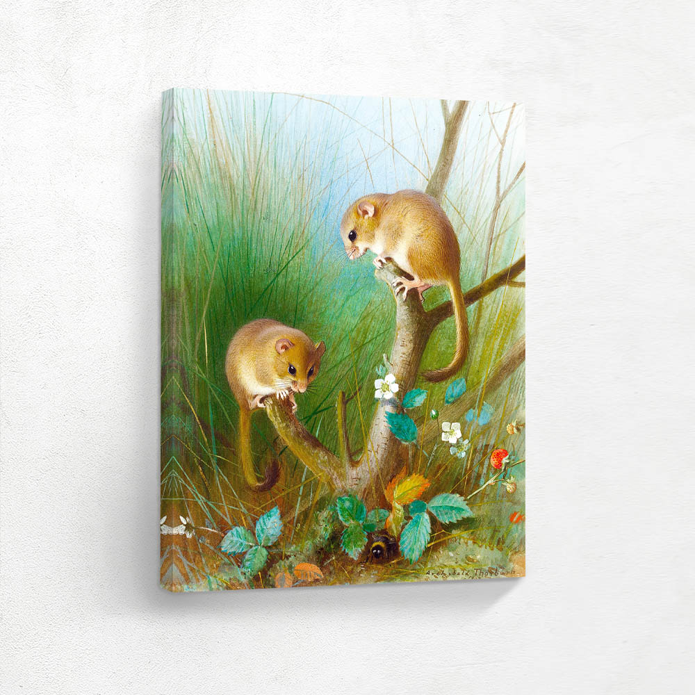 Dormice