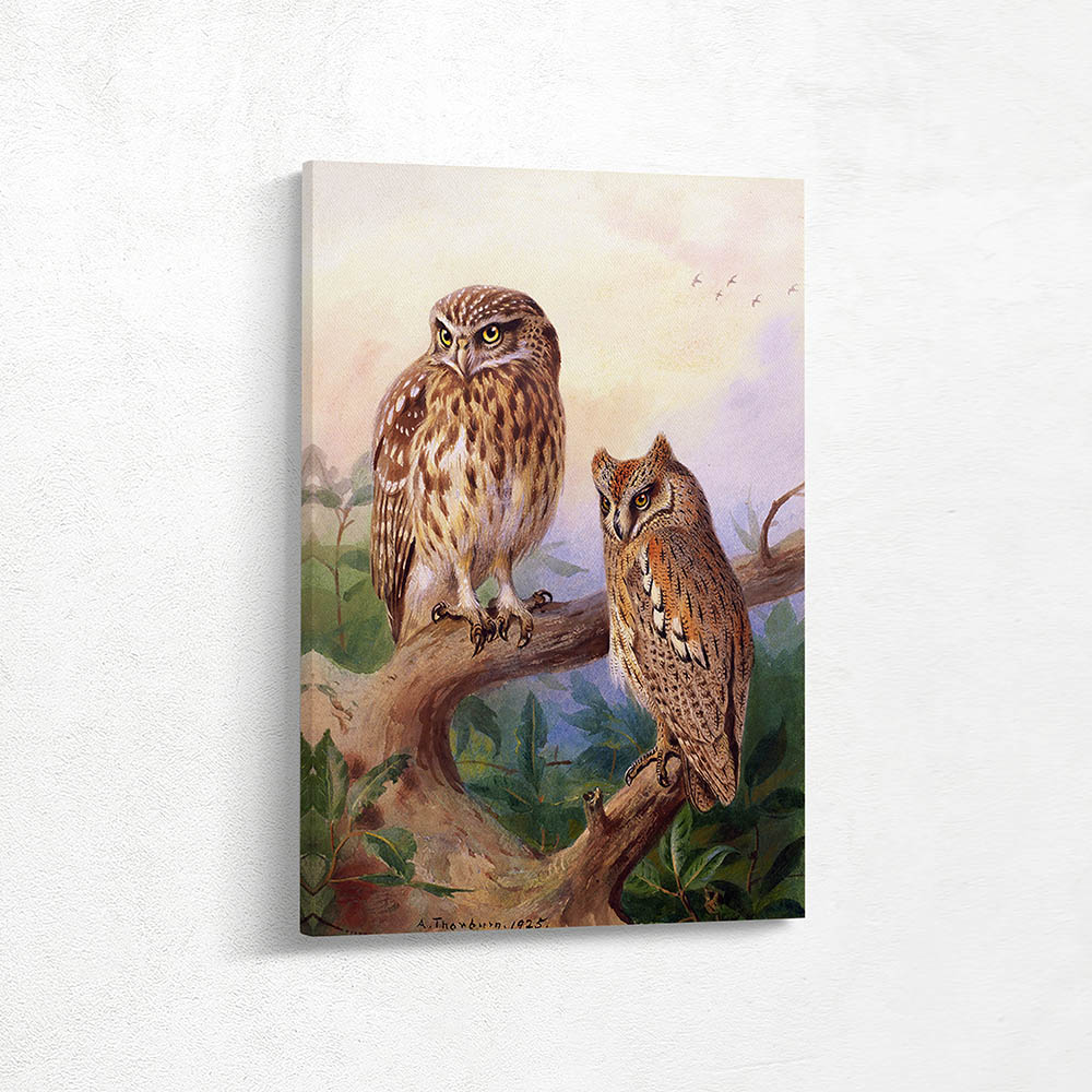 Little Owl and Scops