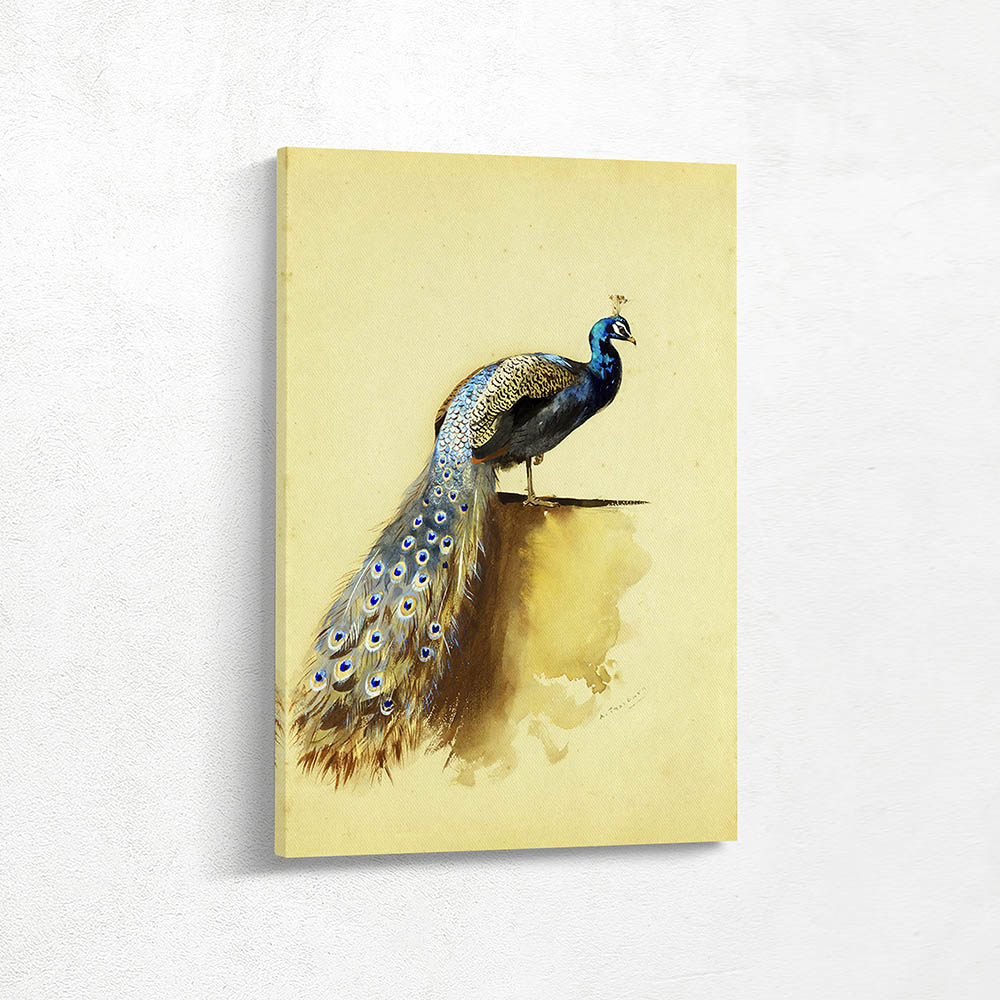 Peacock