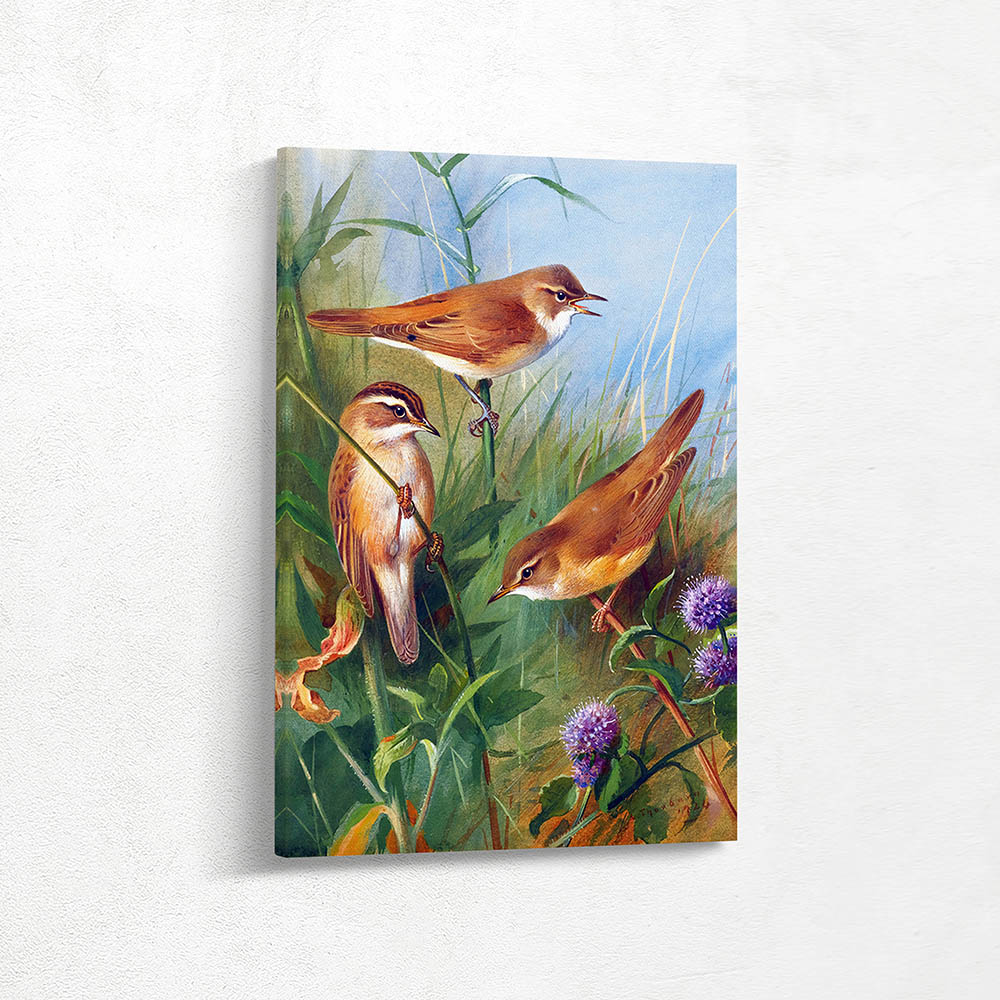 Reed Warbler Sedge Warbler Marsh Warbler