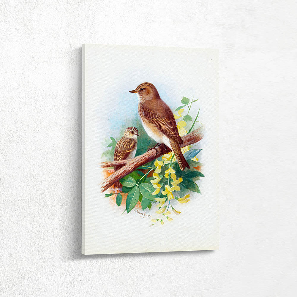 Spotted Flycatchers Spotted Flycatchers