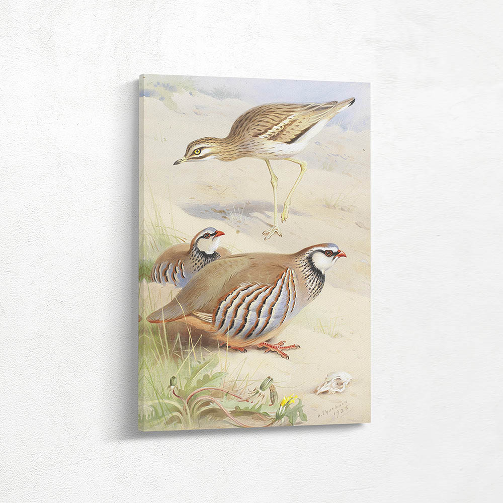 A Stone Curlew and a Pair of French Partridge