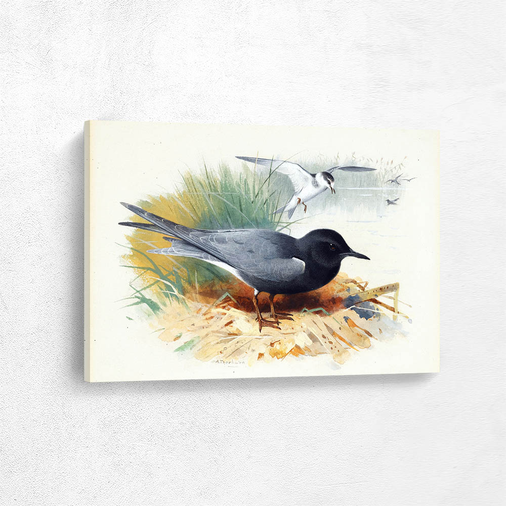 Black Tern Great Shearwater