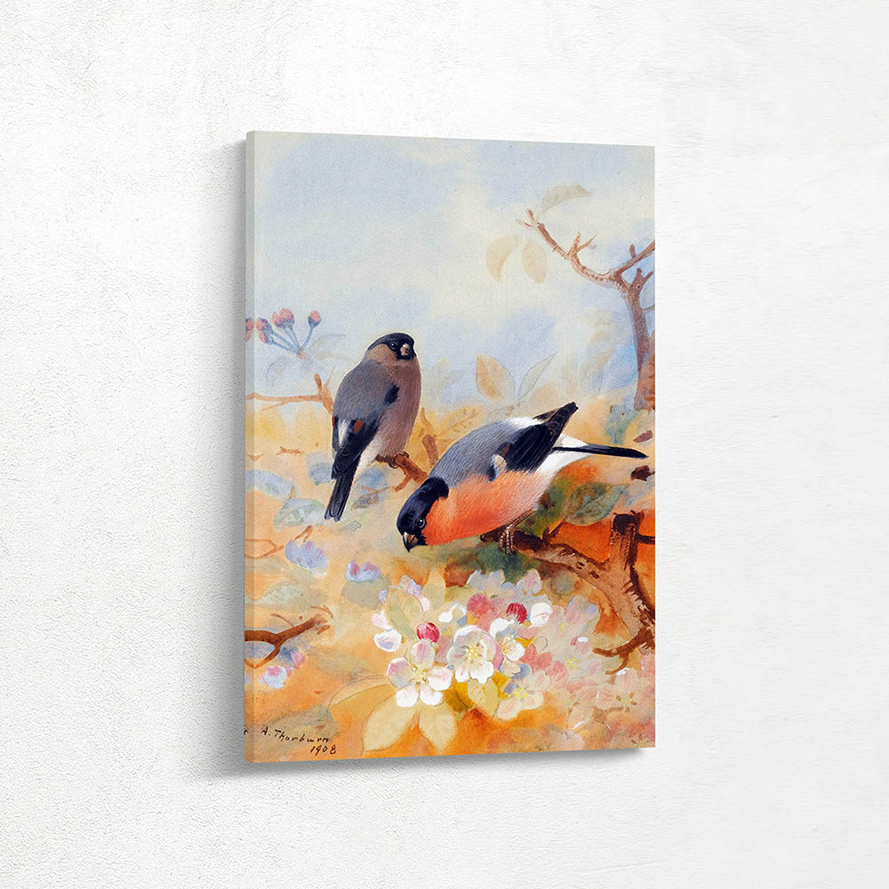 Male and Female Bullfinches