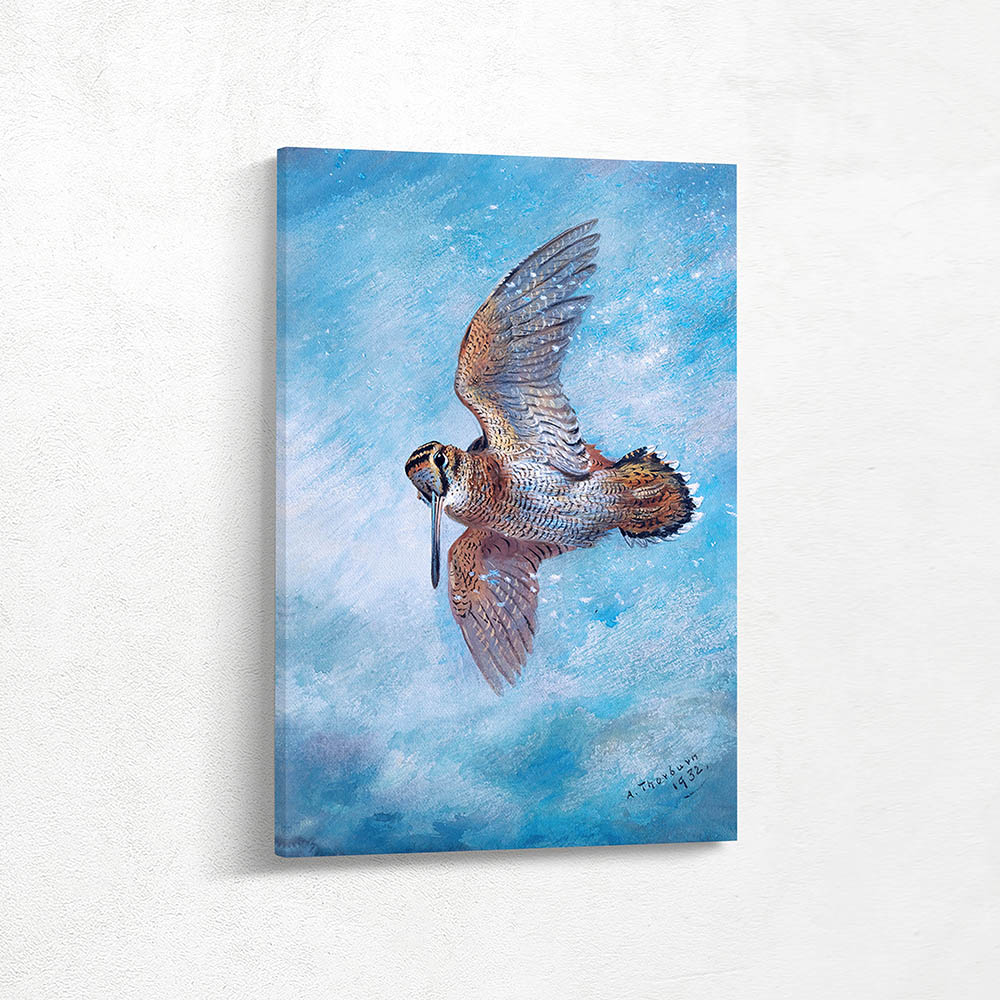 Woodcock Caught in the Snow