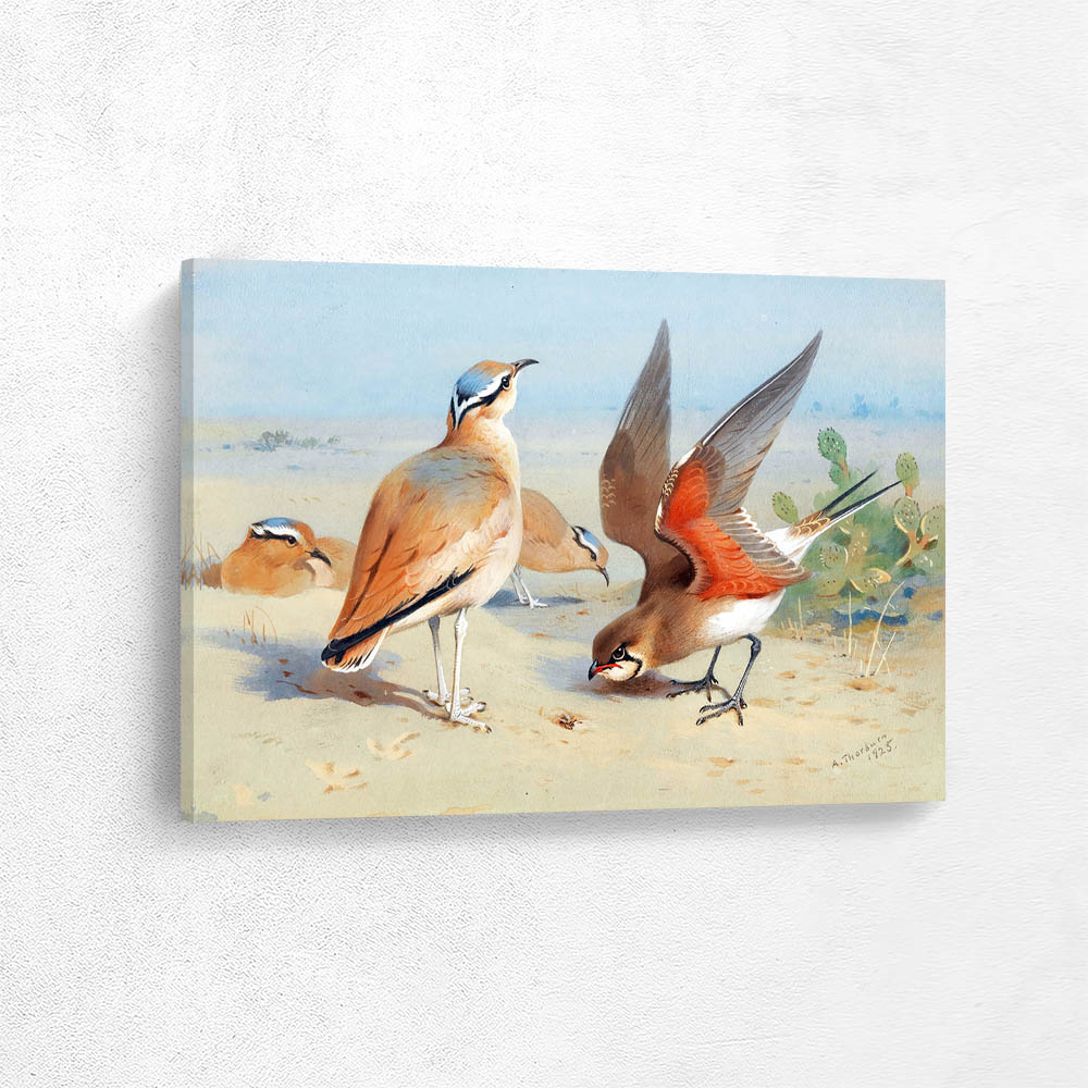 Cream Coloured Courser And Pratincole