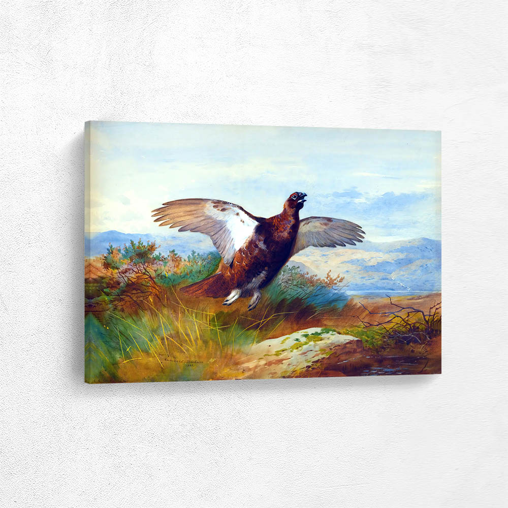Red Grouse in Flight