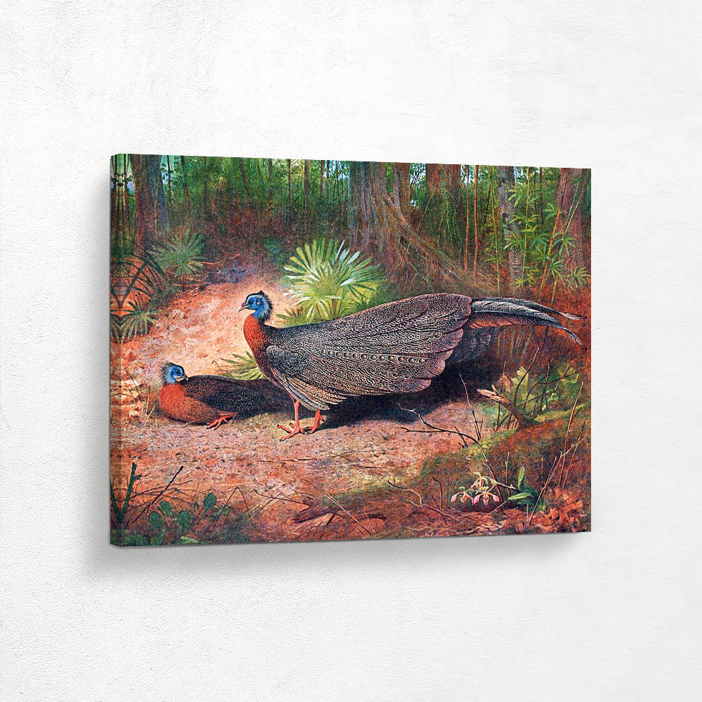 Bornean Argus Pheasant