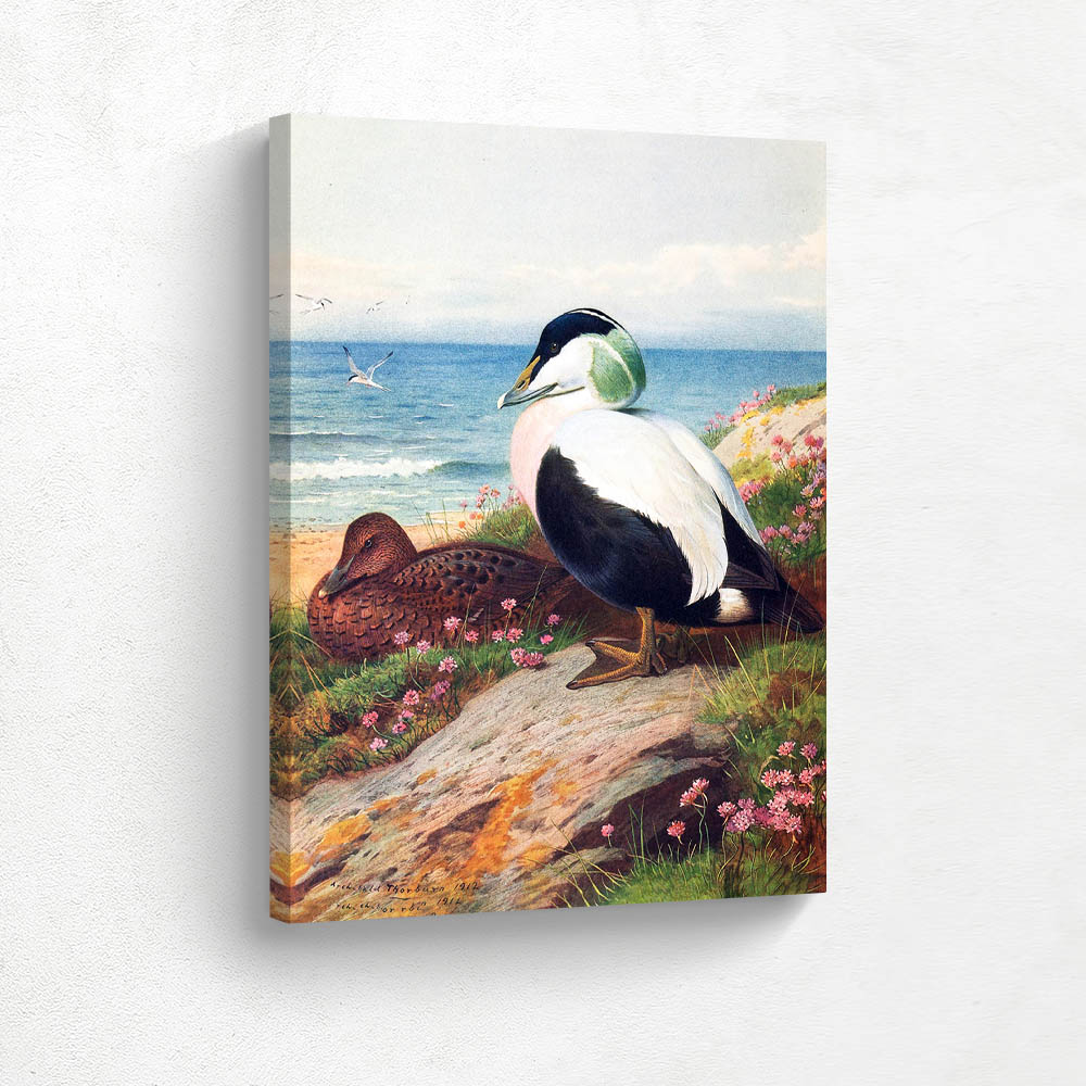 Common Eider Duck Common Eider Duck