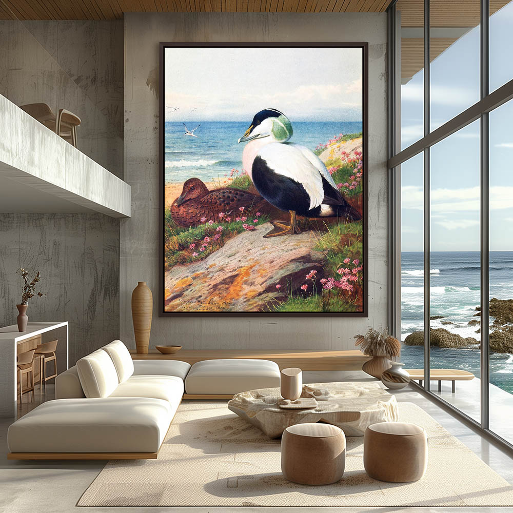 Common Eider Duck - Image 3