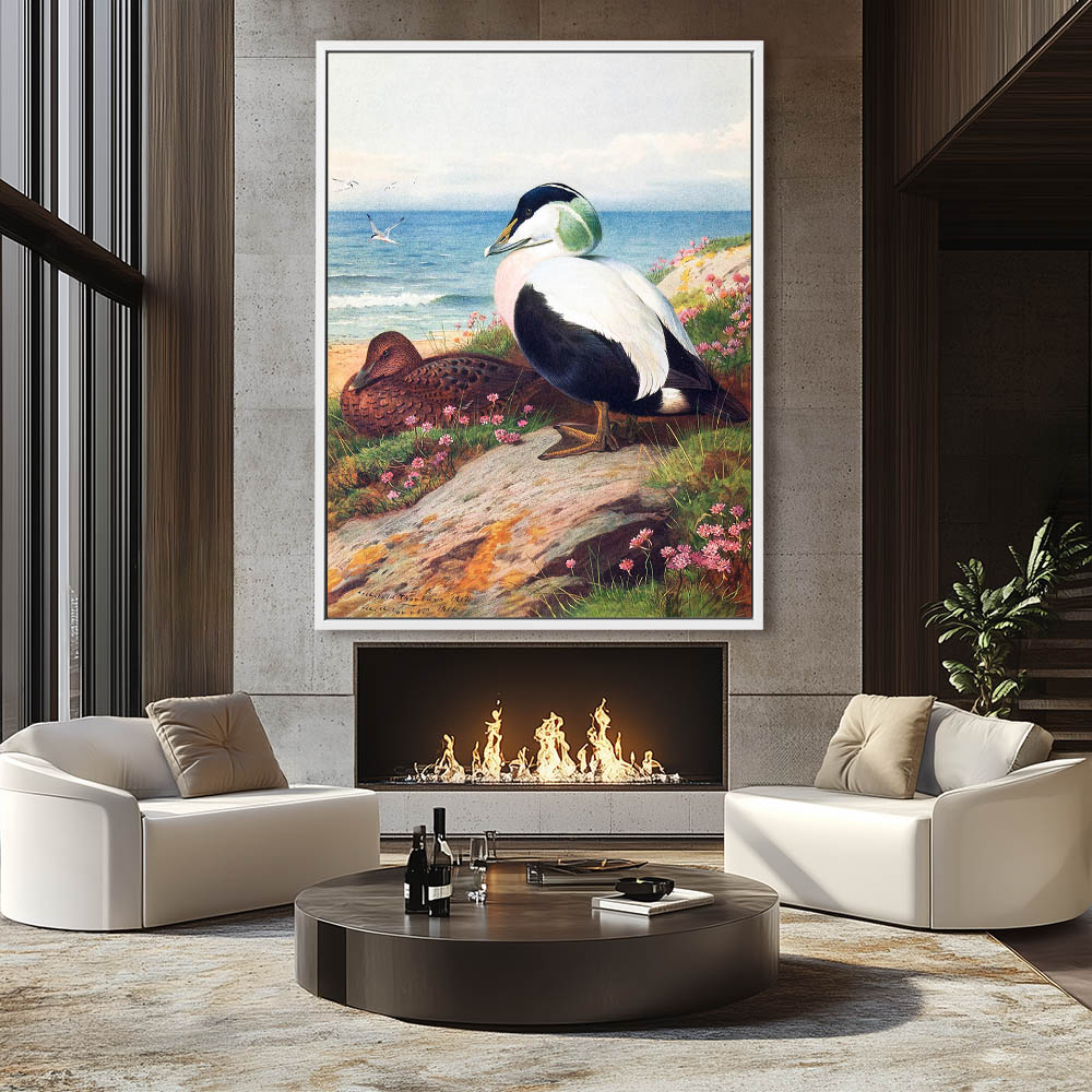 Common Eider Duck - Image 4