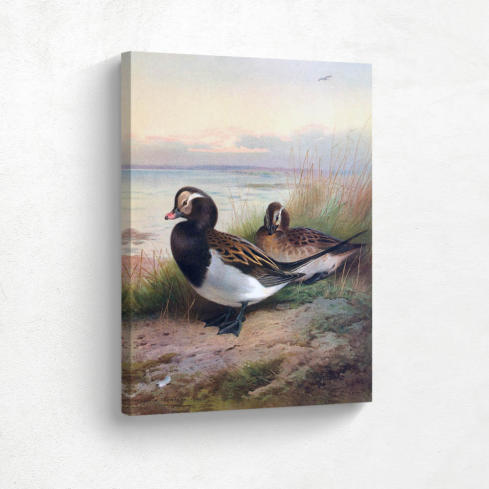 Long Tailed Duck in Summer