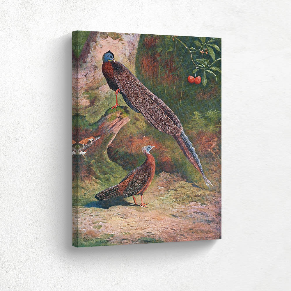 Malay Argus Pheasant