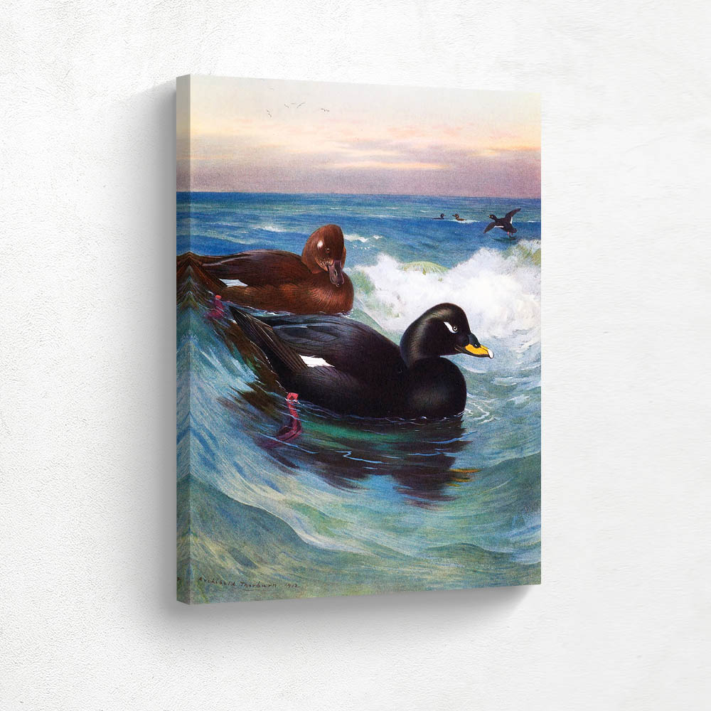 Velvet Scoter