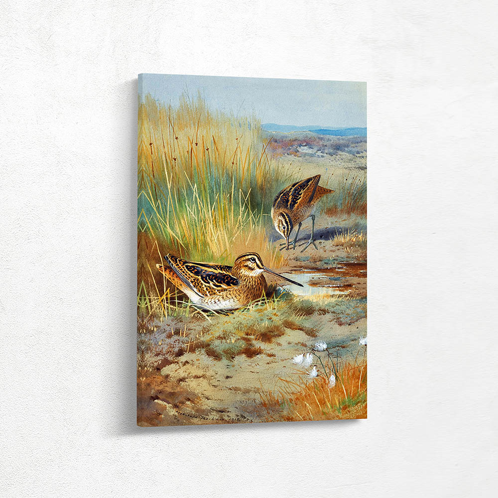 A Pair of Snipe Gallinago