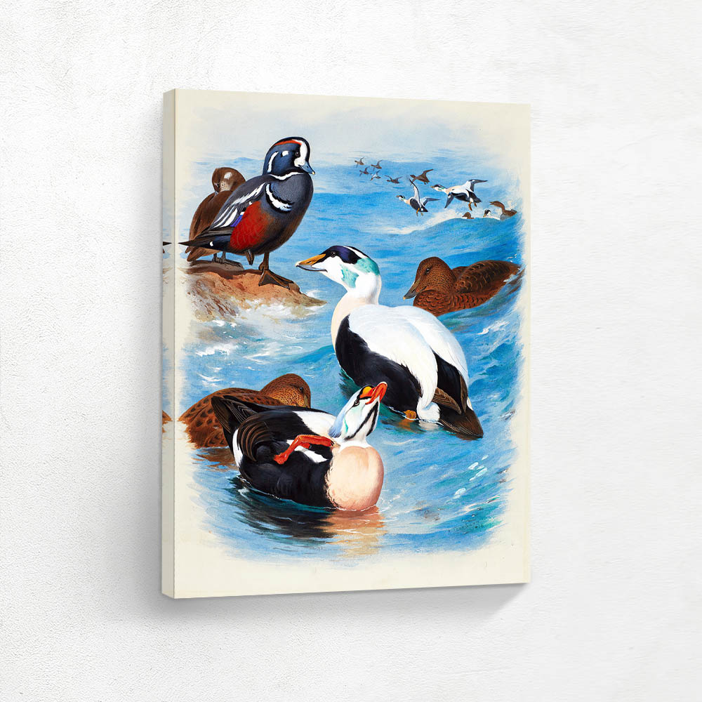 Harlequin And Eider Ducks