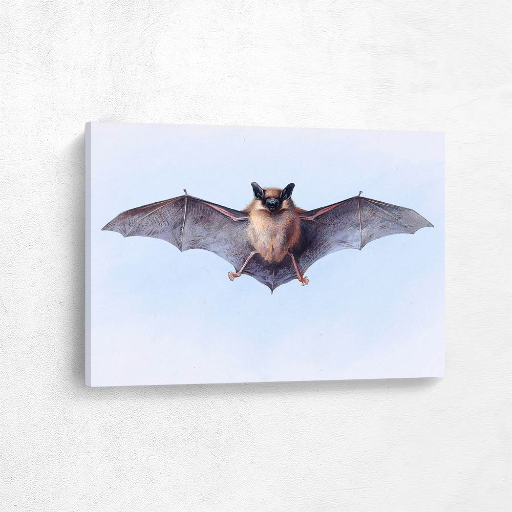 Study of a Common Pipistrelle Bat