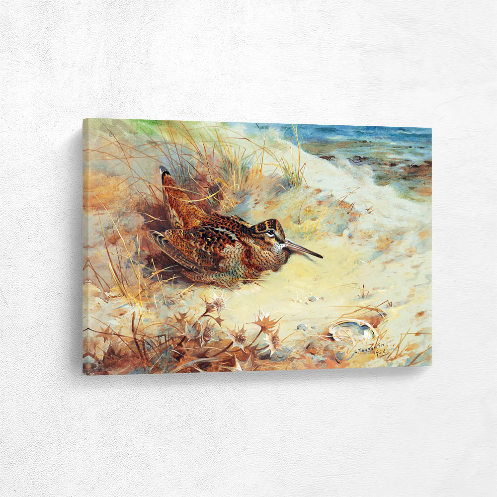 Woodcock Sheltering in the Sand Dunes