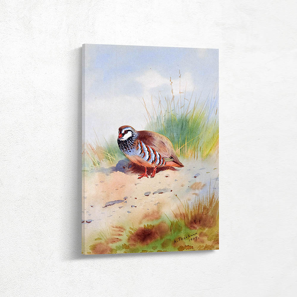 Red Legged Partridge