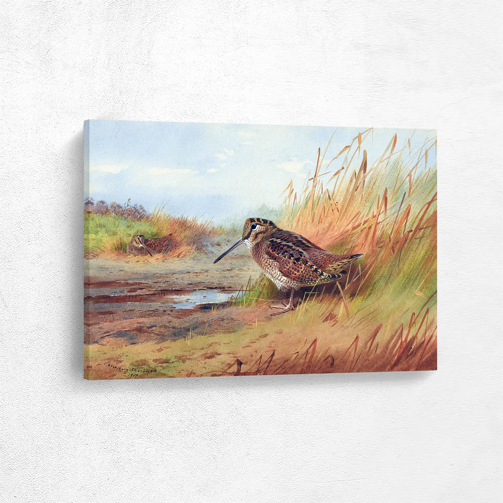 A Woodcock