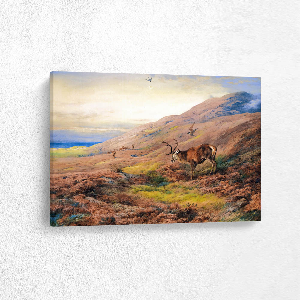 In The Highlands Red Stag Mobbed By A Pair Of Peregrines