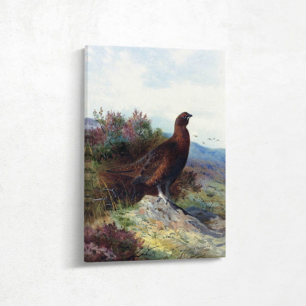 Red Grouse on a Moor