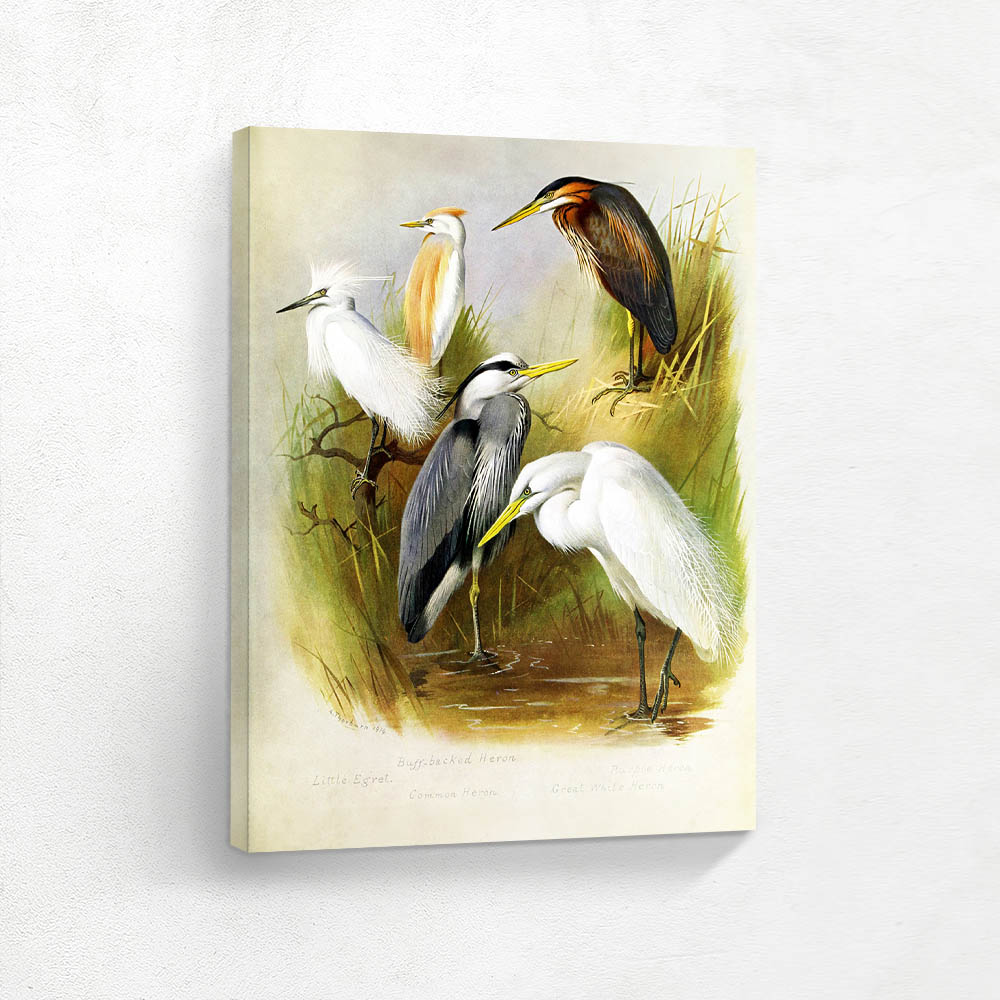 Herons and Egret