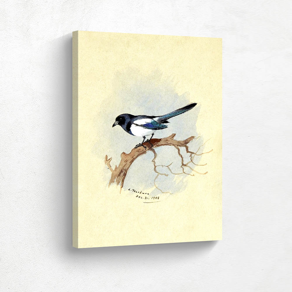 Magpie on a Branch