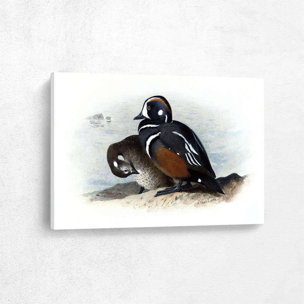 Harlequin Duck