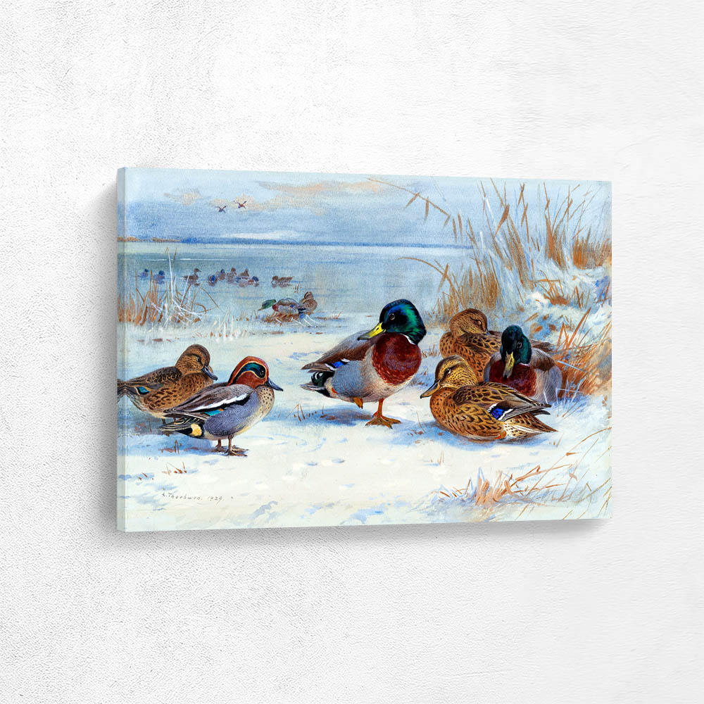 Mallard and Teal Ducks in the snow