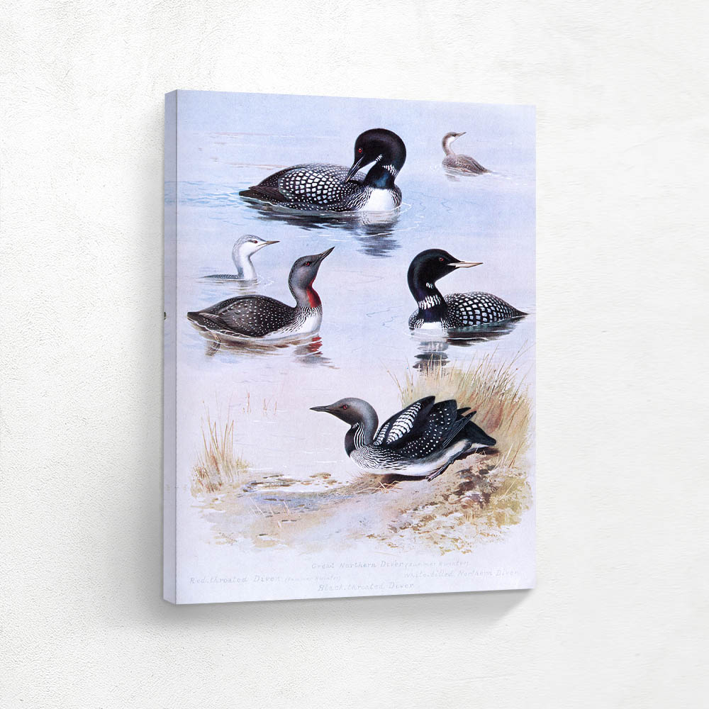 Great Northern Diver