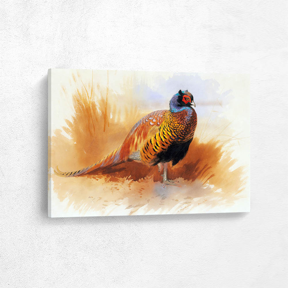 Study of a Cock Pheasant
