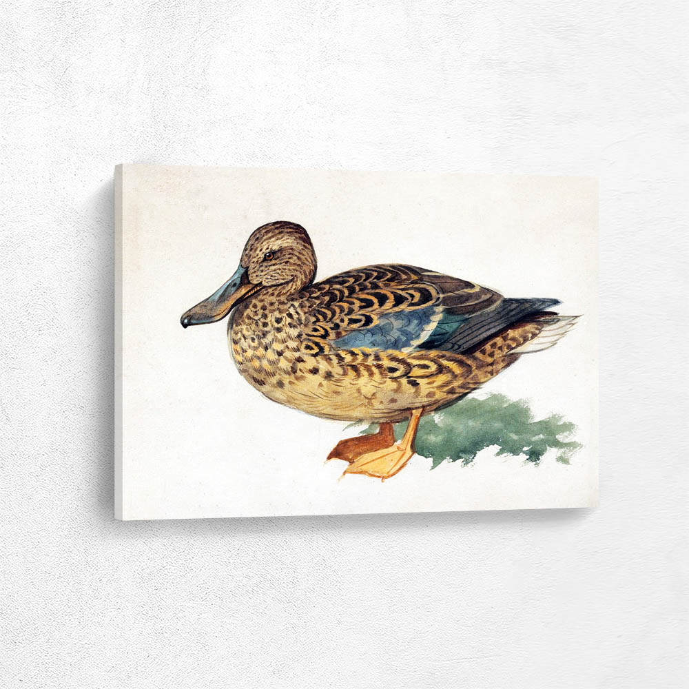 Mallard Hen Study