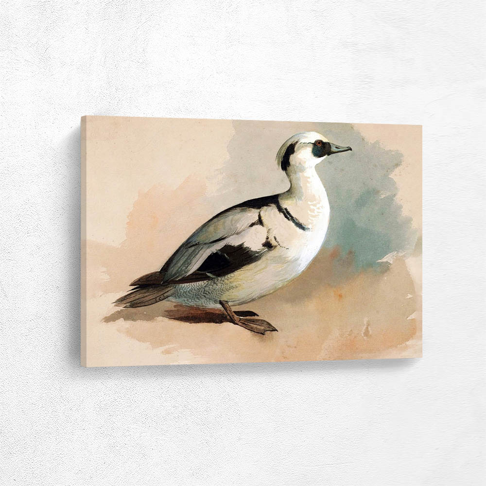 Study of a Smew