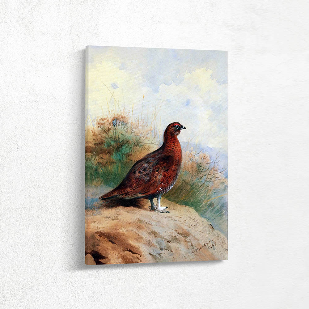 Red Grouse on the Moor