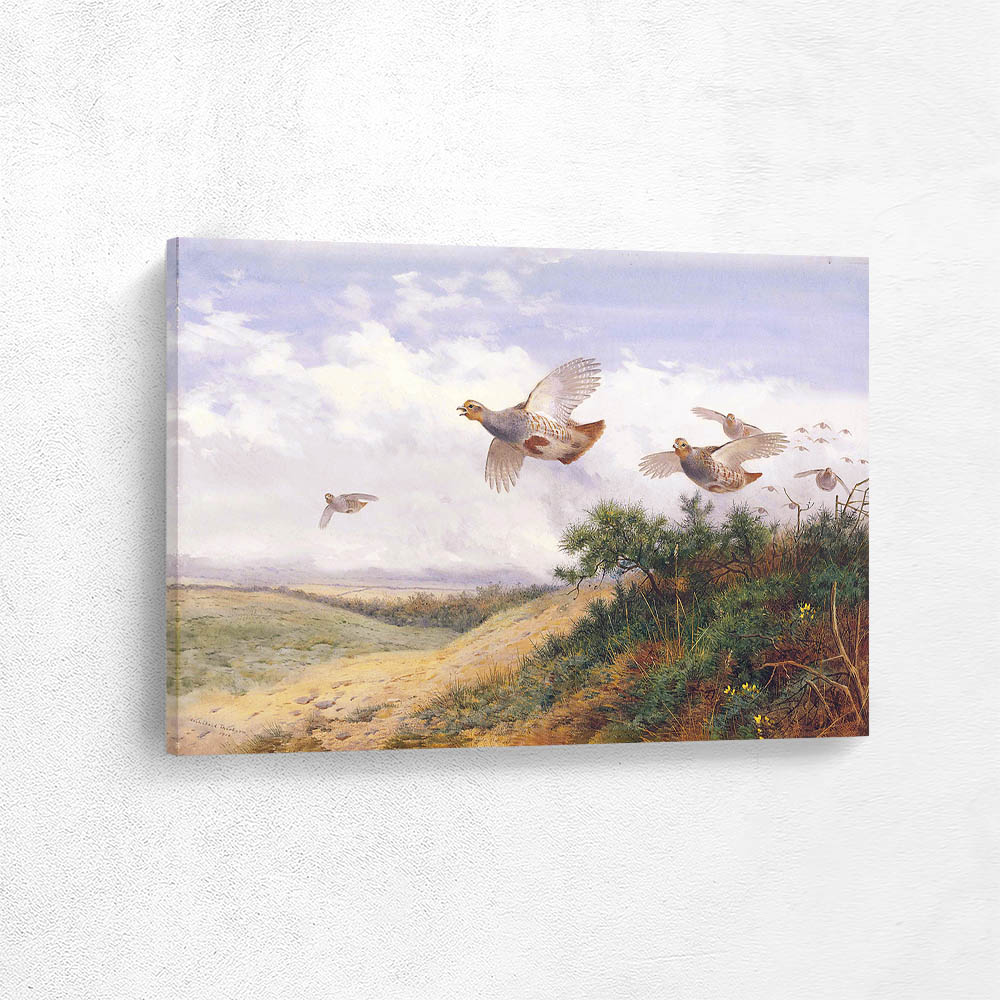 A Large Covey of Grey Partridge in Flight over Gorse