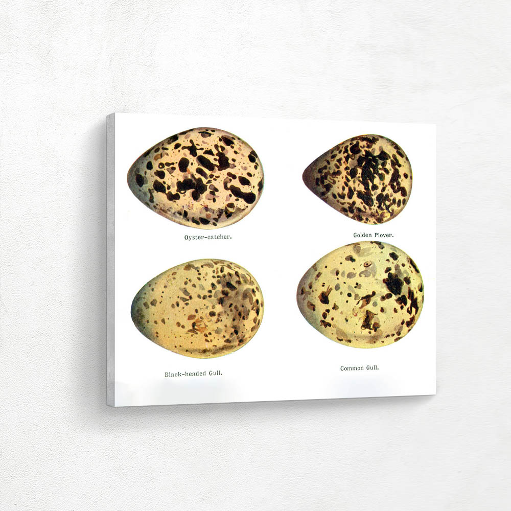 Gull Plover and Oyster Catcher Eggs