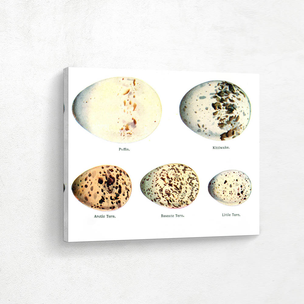 Puffin Kittiwake and Tern Eggs