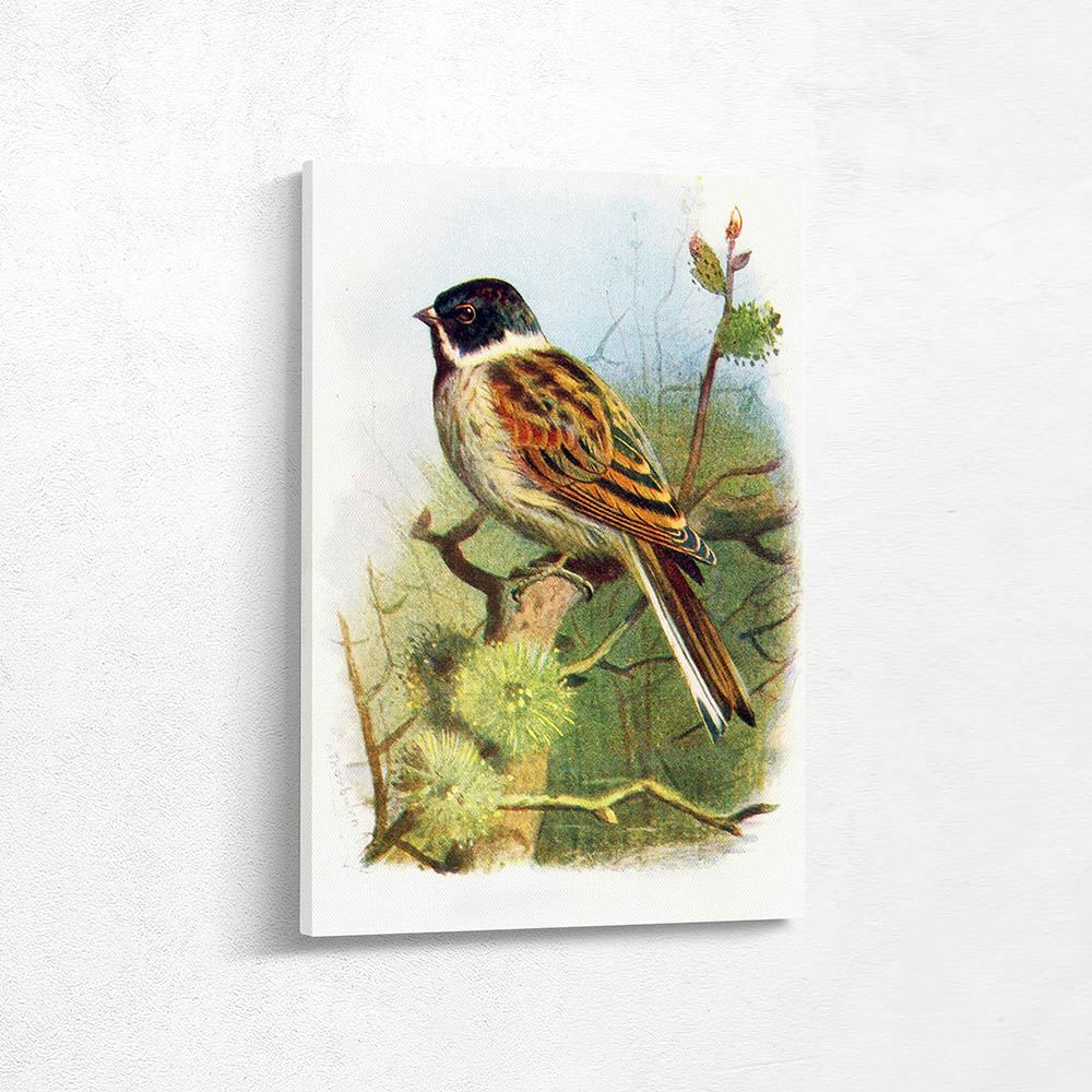 Black headed bunting