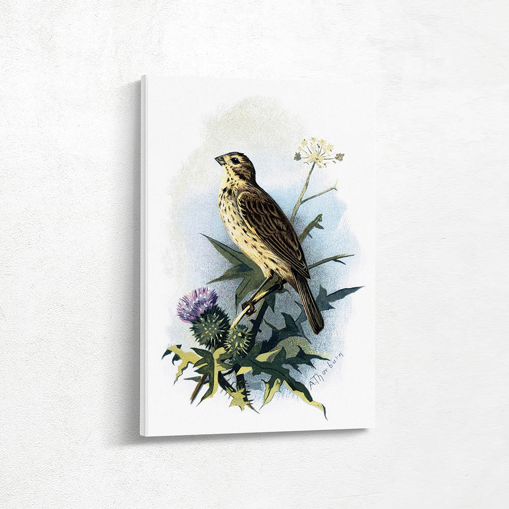 Common Bunting Common Bunting