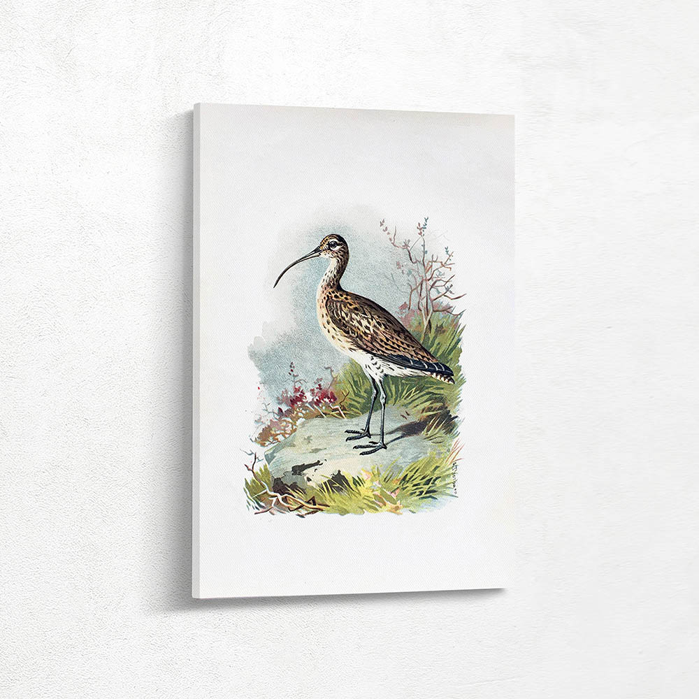 Curlew