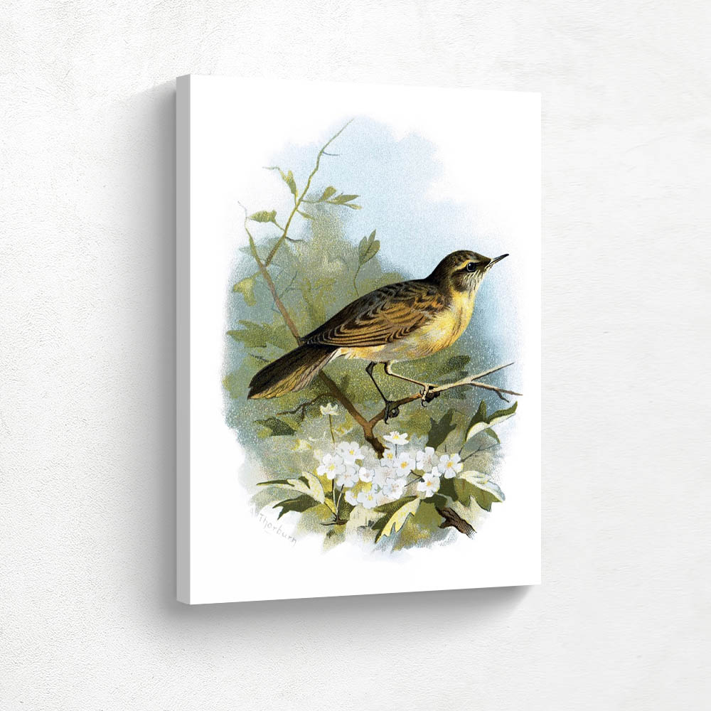 Grasshopper Warbler