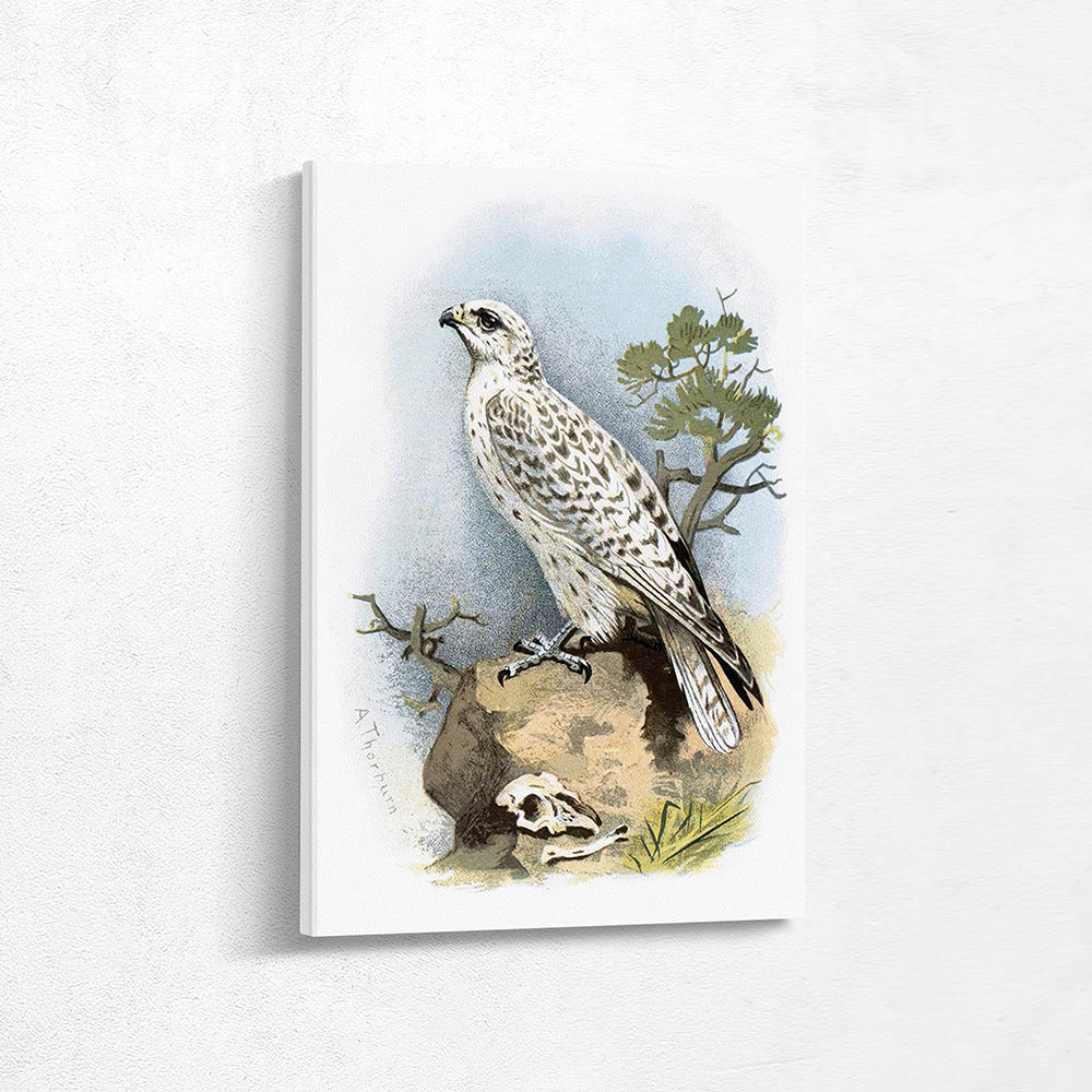 Gyr Falcon