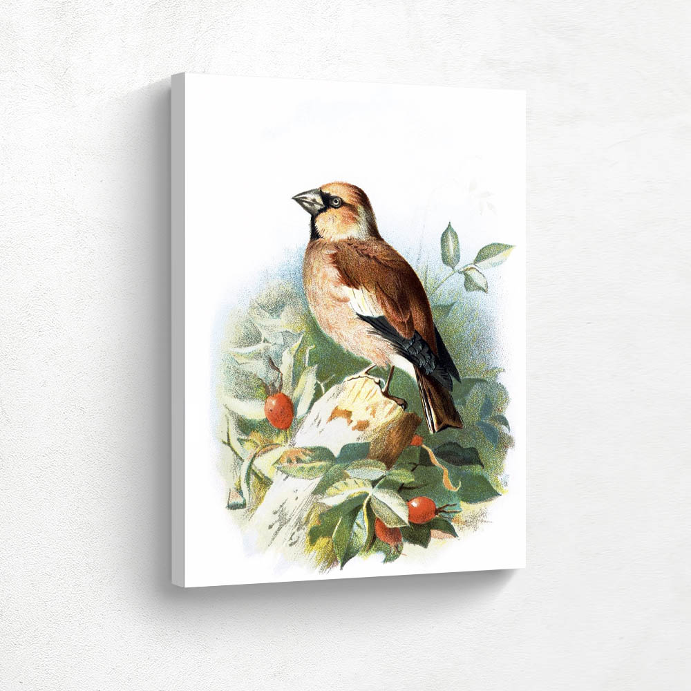 Hawfinch