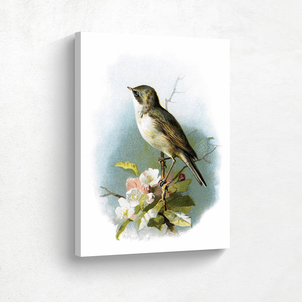 Lesser Whitethroat Lesser Whitethroat