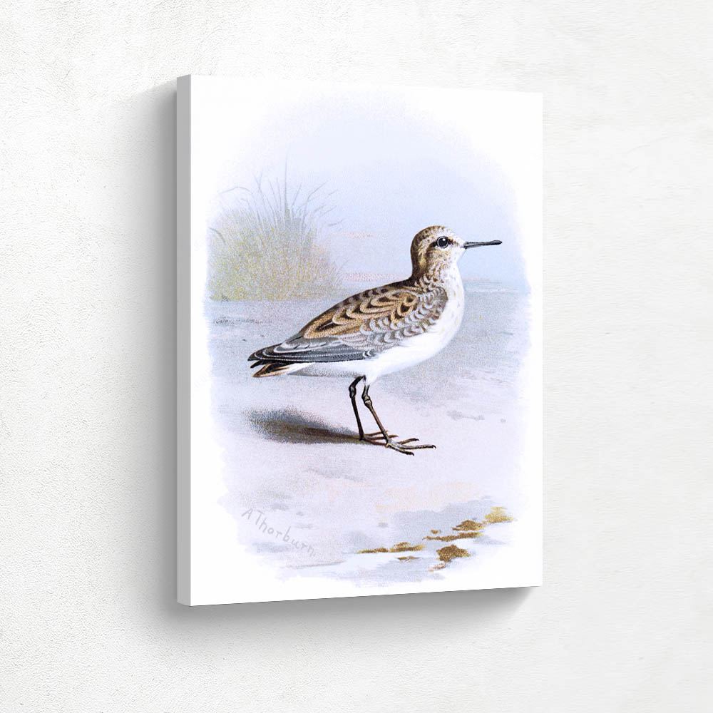 Little Stint