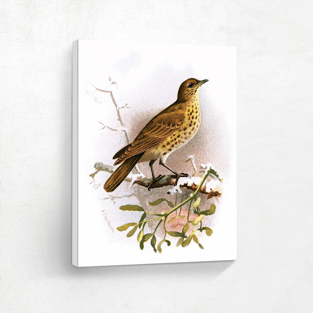 Missel Thrush
